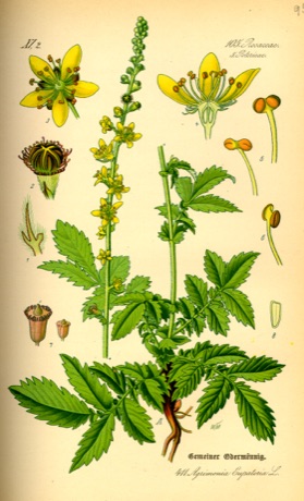 Ilustración botánica de Agrimony