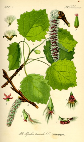 Ilustración botánica de Aspen