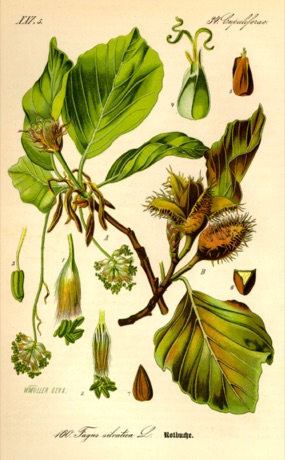 Ilustración botánica de Beech