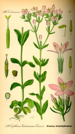 Ilustración botánica de Centaury