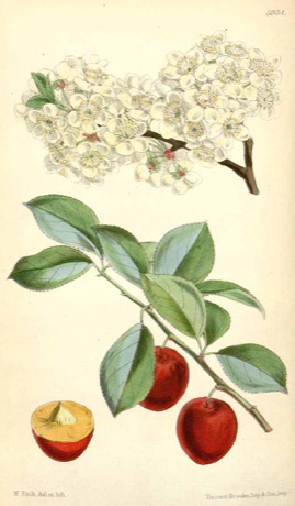 Ilustración botánica de Cherry Plum