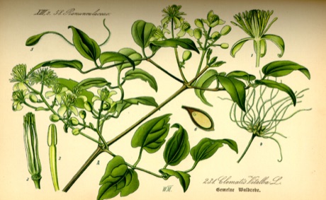 Ilustración botánica de Clematis