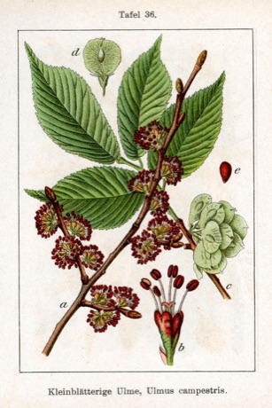 Ilustración botánica de Elm