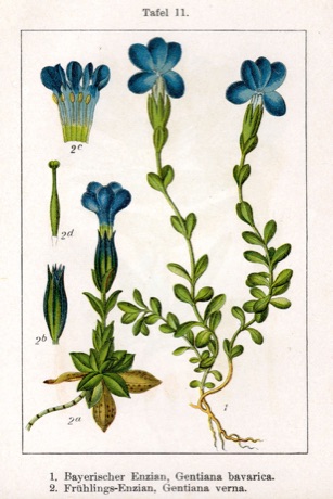 Ilustración botánica de Gentian