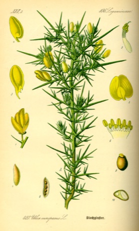 Ilustración botánica de Gorse