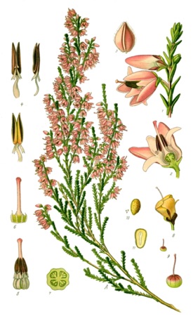 Ilustración botánica de Heather