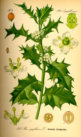 Ilustración botánica de Holly