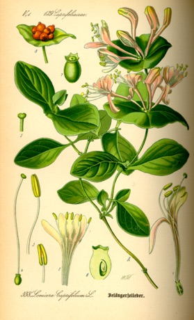 Ilustración botánica de Honeysuckle