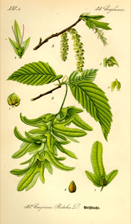 Ilustración botánica de Hornbeam