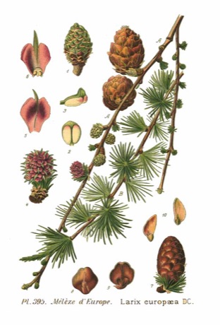 Ilustración botánica de Larch
