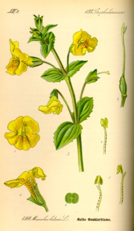 Ilustración botánica de Mimulus