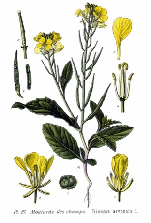 Ilustración botánica de Mustard