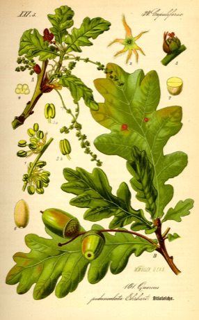 Ilustración botánica de Oak