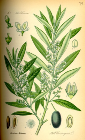 Ilustración botánica de Olive