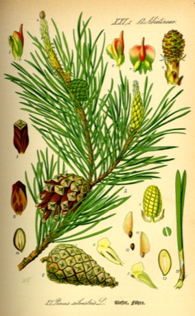 Ilustración botánica de Pine