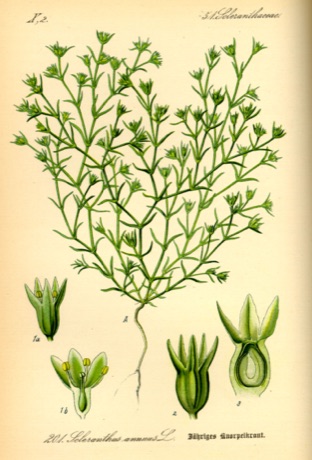 Ilustración botánica de Scleranthus