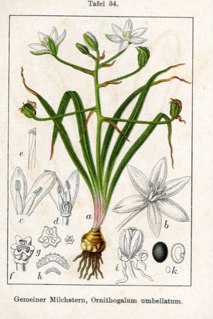 Ilustración botánica de Star of Bethlehem