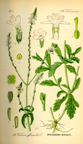 Ilustración botánica de Vervain