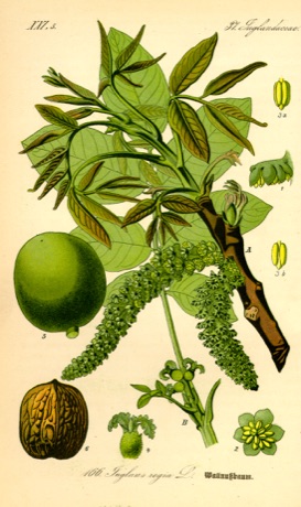 Ilustración botánica de Walnut