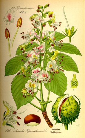 Ilustración botánica de White Chestnut