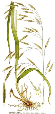 Ilustración botánica de Wild Oat