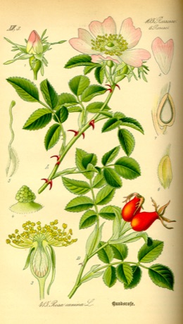 Ilustración botánica de Wild Rose